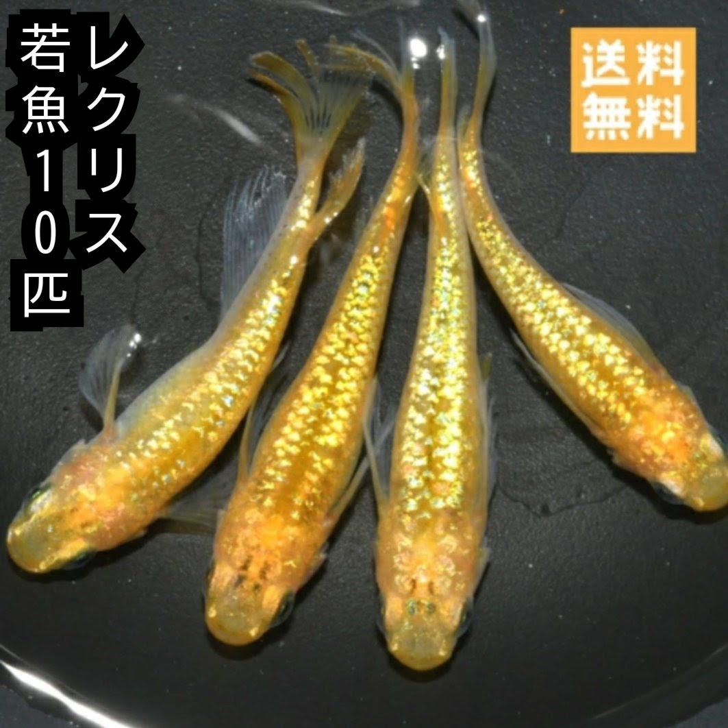 2025年産　送料無料 楽天P5倍 若魚販売 レクリスめだか若魚10匹 黄金ラメ系統 ヒレ長めだか サイズ15ミリ前後 送料無料 メダカ 観賞魚 ラメめだか ビオトープ めだか生体 水槽 ラメメダカ
