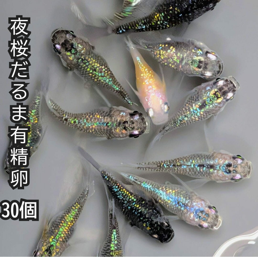 送料無料 楽天 魚卵販売 夜桜ダルマめだかの有精卵30個 メダカ 観賞魚 漆黒 ビオトープ めだか生体 水..