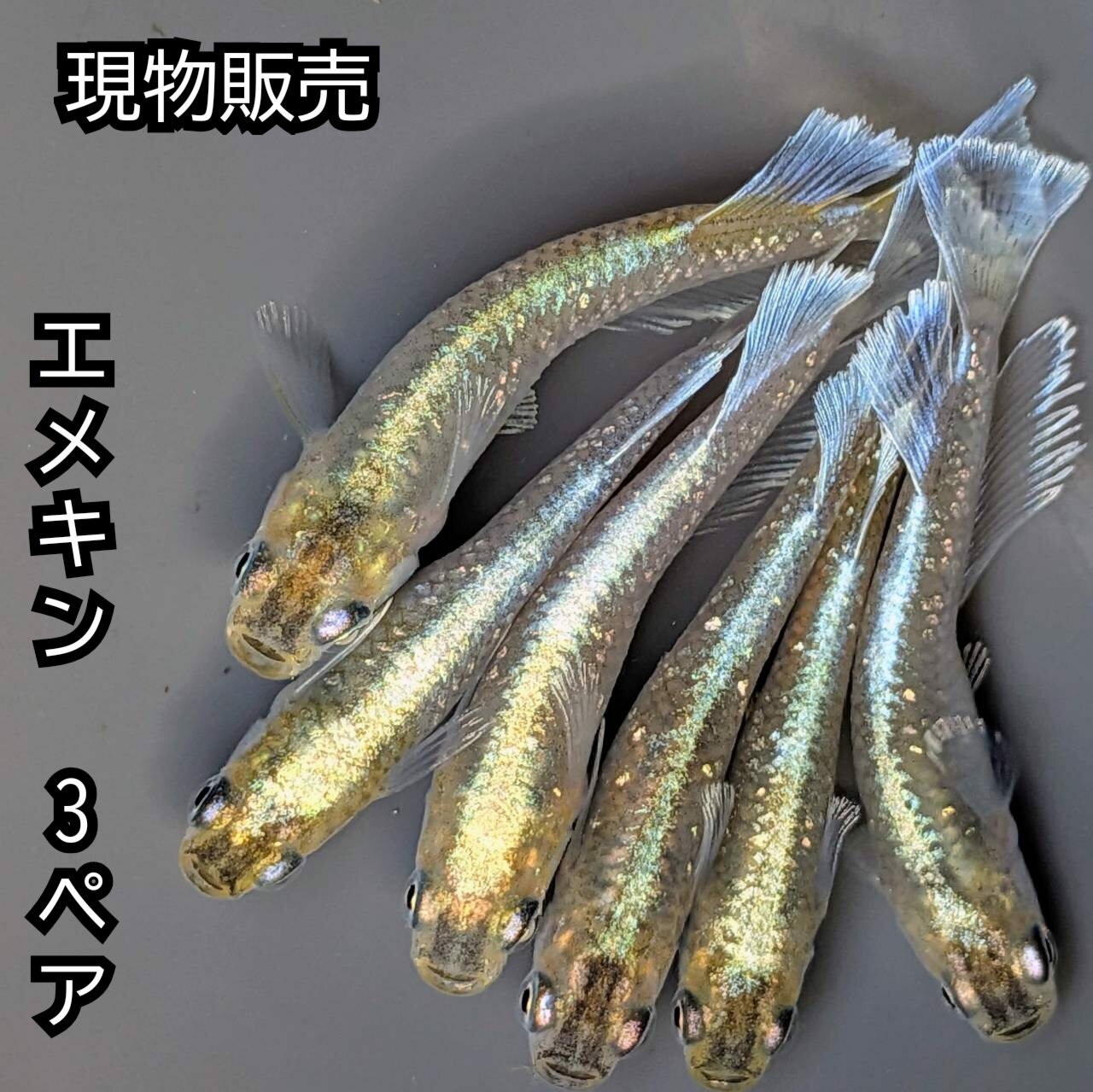 送料無料 P5倍 現物成魚販売 マリアージュキッシングワイドフィンエメラルドフィンタイプめだか 3ペア エメキン サイズ30ミリ前後 メダカ 観賞魚 ビオトープ めだか生体 水槽 幹之めだか