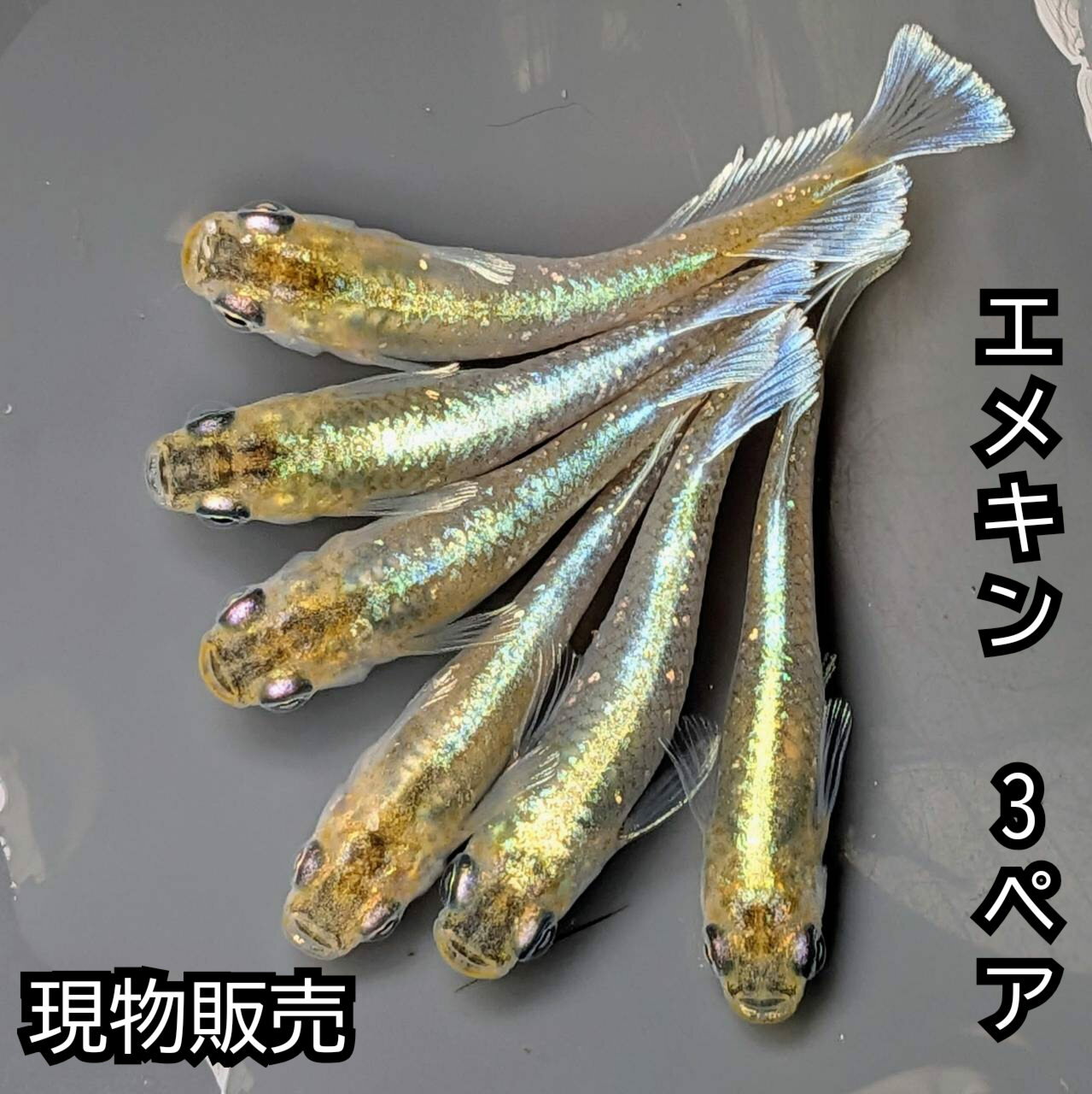 送料無料 P5倍 現物成魚販売 マリアージュキッシングワイドフィンエメラルドフィンタイプめだか 3ペア エメキン サイズ30ミリ前後 メダカ 観賞魚 ビオトープ めだか生体 水槽 幹之めだか