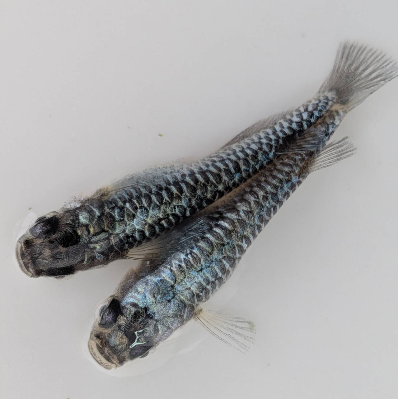 竜章鳳姿ブラウン 楽天市場】竜章鳳姿 メダカ（熱帯魚・アクアリウム｜ペット・ペット