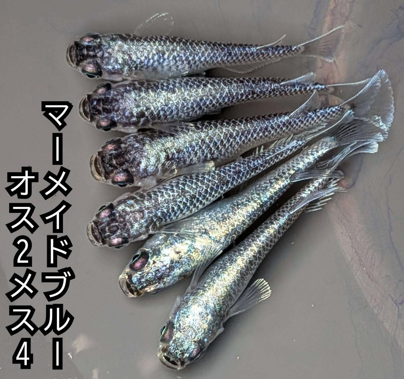 送料無料 成魚販売 マーメイドブルーめだか オス2メス4 サイズ25ミリ前後 メダカ 観賞魚 ビオトープ めだか生体 水槽 幹之めだか ロングフィン ハイフィン