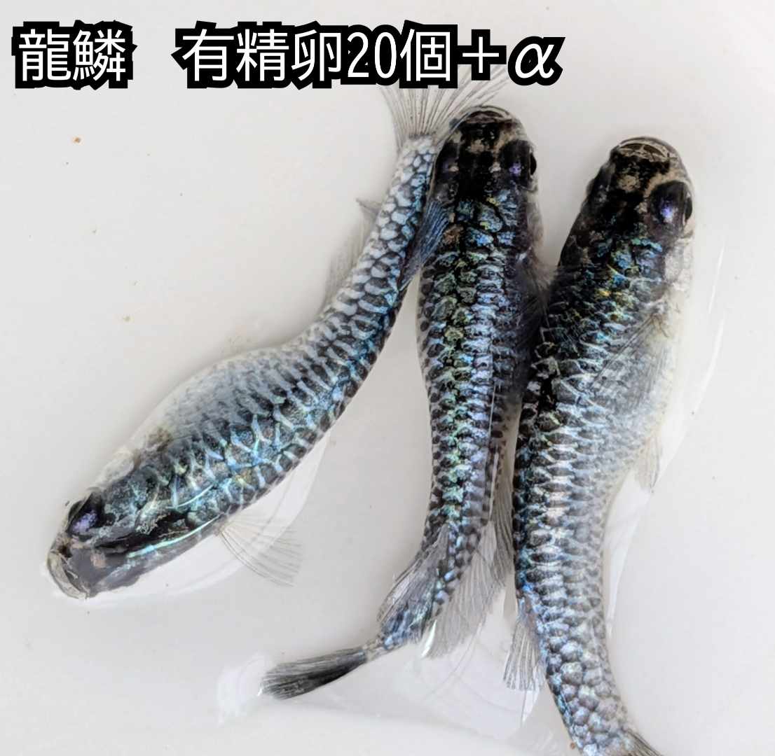 送料無料 楽天 魚卵販売 龍鱗めだかの有精卵20個＋α メダカ 観賞魚 漆黒 ビオトープ めだか生体 水槽 めだか 有精卵