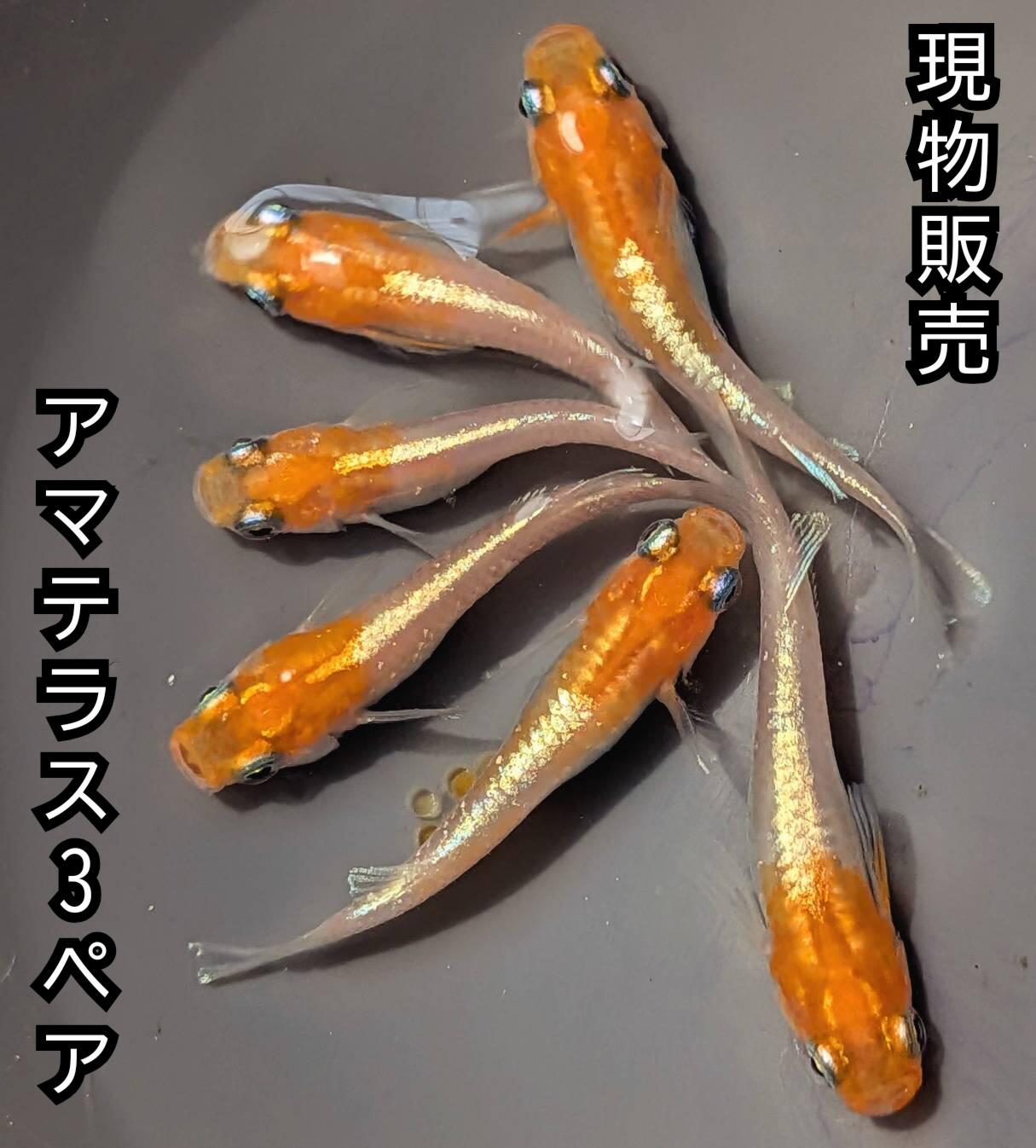 楽天 現物販売 送料無料 若魚販売 アマテラスめだか オス3メス3 サイズ25ミリ前後 メダカ 観賞魚 ビオトープ めだか生体 水槽 幹之めだか 紅白めだか 天照めだか