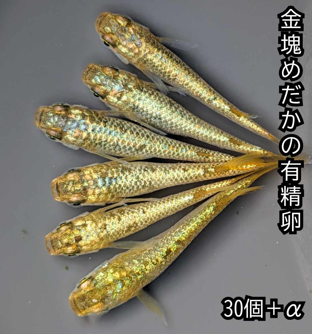 送料無料 魚卵販売 金塊めだかの有精卵30個＋α メダカ 観賞魚 ラメ ビオトープ めだか 水槽 黄金ラメめだか