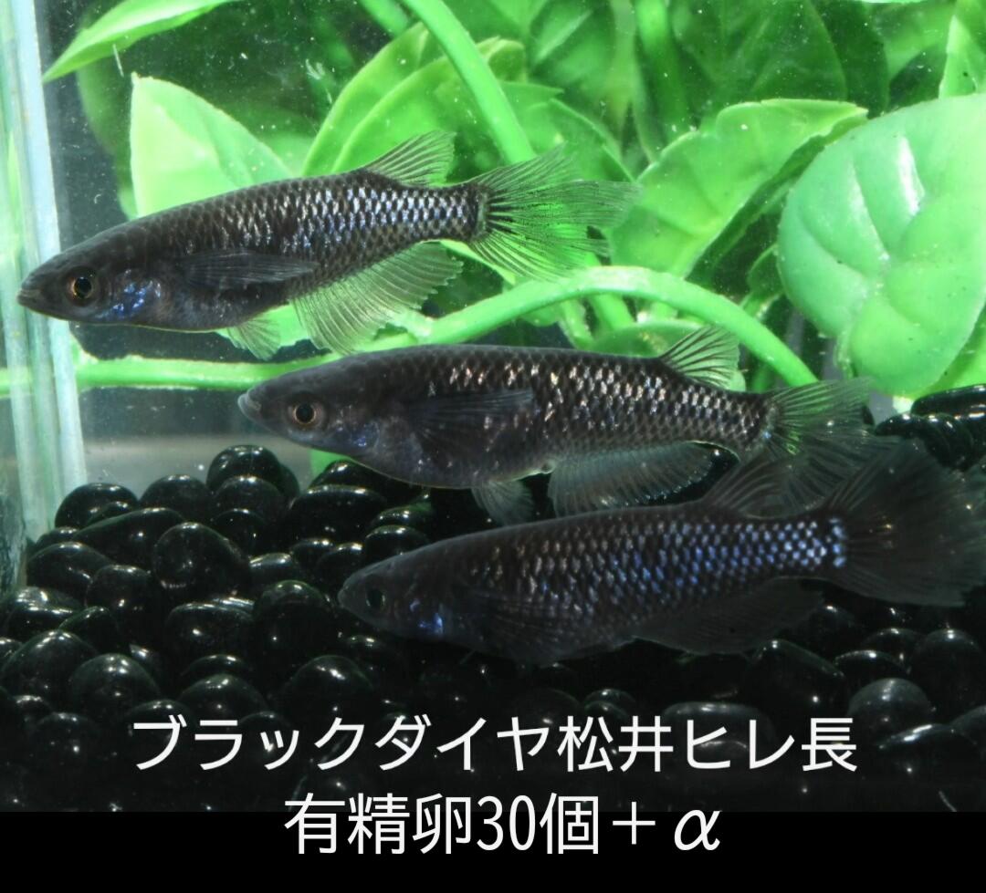 楽天市場】ブラックダイヤメダカ（熱帯魚・アクアリウム｜ペット 