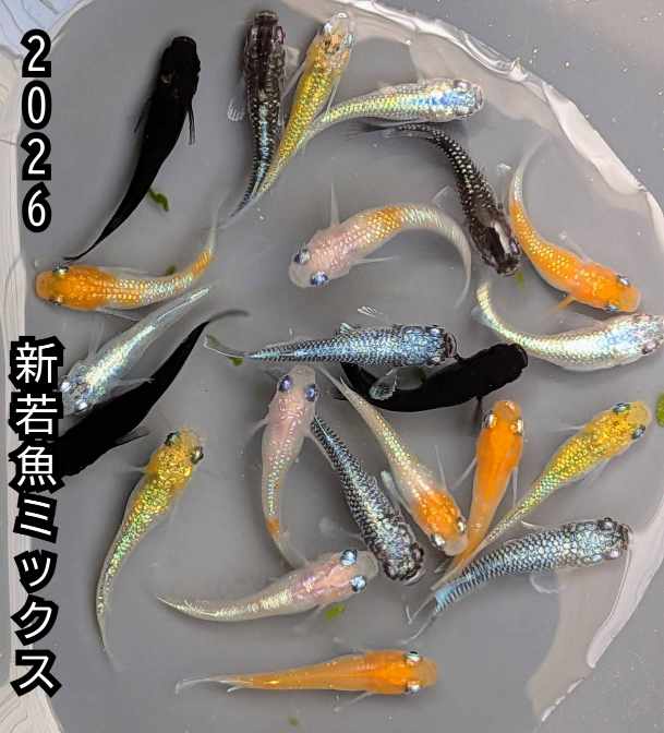2026年若魚ミックス送料無料可愛...
