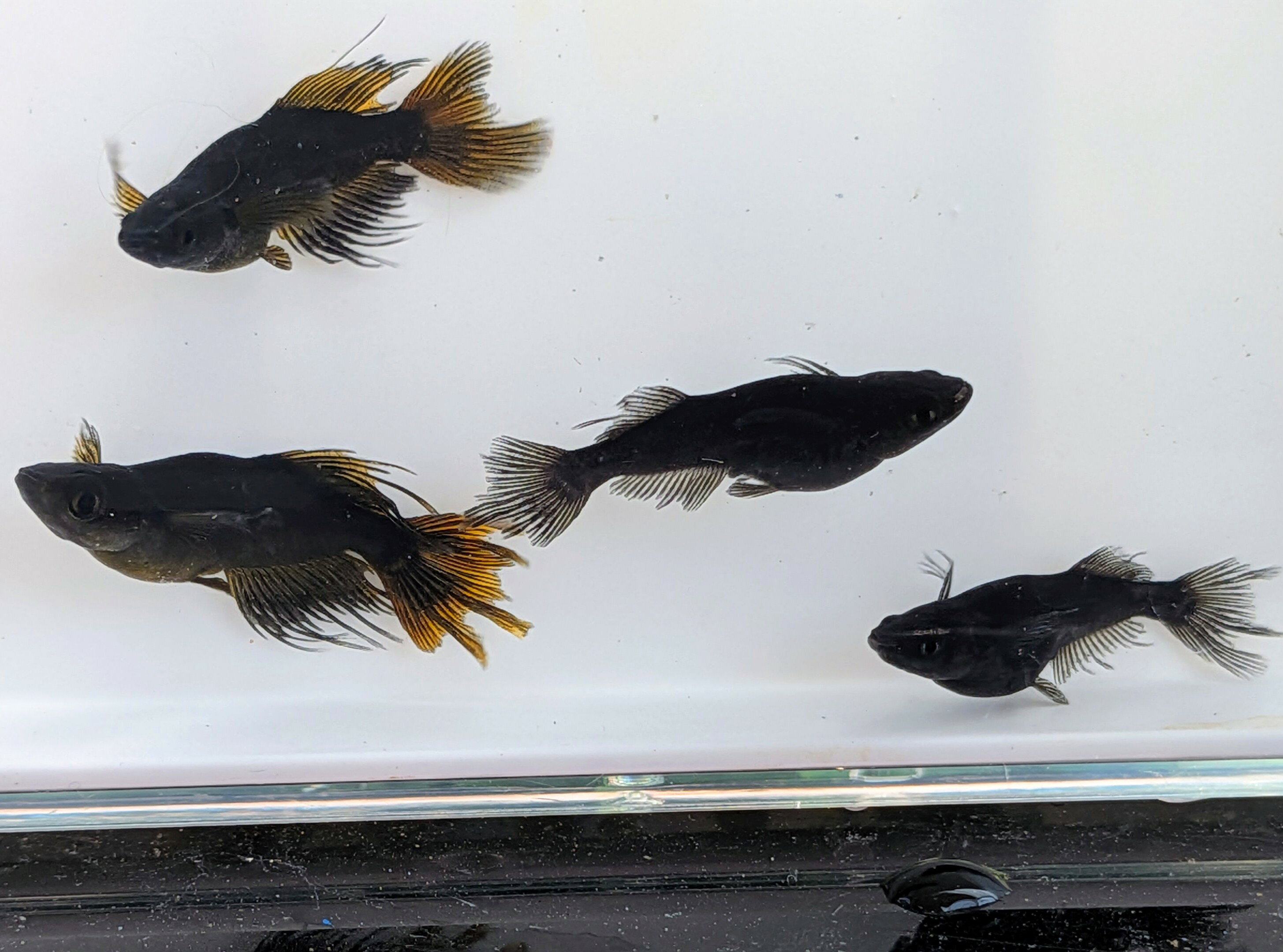 送料無料 若魚販売 阿形めだか オス2メス2 サイズ20ミリ前後 送料無料 メダカ 観賞魚 ビオトープ めだか生体 水槽 ラメメダカ めだか成魚 産卵中