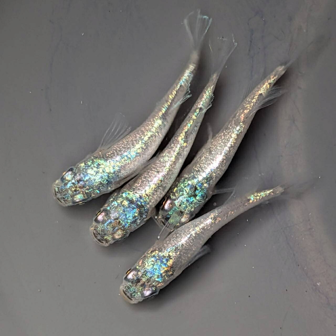 稚魚販売 送料無料 碧Daめだかの稚魚8匹＋α サイズ10ミリ前後 メダカ 観賞魚 ビオトープ めだか生体 水槽 幹之めだか 龍鱗めだか 2026年夏産まれ、針子では無く色などの表現が出ている個体を発送します。 画像は参考画像になります、令和8年8月産まれの個体です、10ミリ前後サイズです。屋外飼育です。めだかには保護色機能があり、黒い容器では体色が濃くなり、明るい容器では体色が明るくなったりします。1）お届け先が同じ商品は同梱可能です、別々のご注文でもお届け先が同じ場合は極力同梱させていただきます。2)梱包は発泡スチロールに入れて発送します。時間指定がない場合は最短で発送します。3）納品書や領収書は基本的には同梱しておりません。※領収書はお客様自信でダウンロード可能です。4)ご要望等は備考欄に記載してください 5
