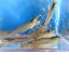 ヤマトヌマエビ 3~4センチ 10匹 淡水魚 観賞魚 飼掃除屋 入門 アクア メダカ 水槽