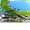 ミナミヌマエビ 10匹 淡水魚 アクア 観賞魚 飼育 繁殖 入門 めだか 丈夫で飼育しやすい種類になります。水槽の掃除役にオススメです。 5