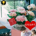 【遅れてごめんね!☆優良ショップ御礼☆クーポン】紫陽花 あじさい アジサイ 母の日 早割 花 2025 プレゼント誕生日 御祝 花 プレゼント ギフト おすすめ...
