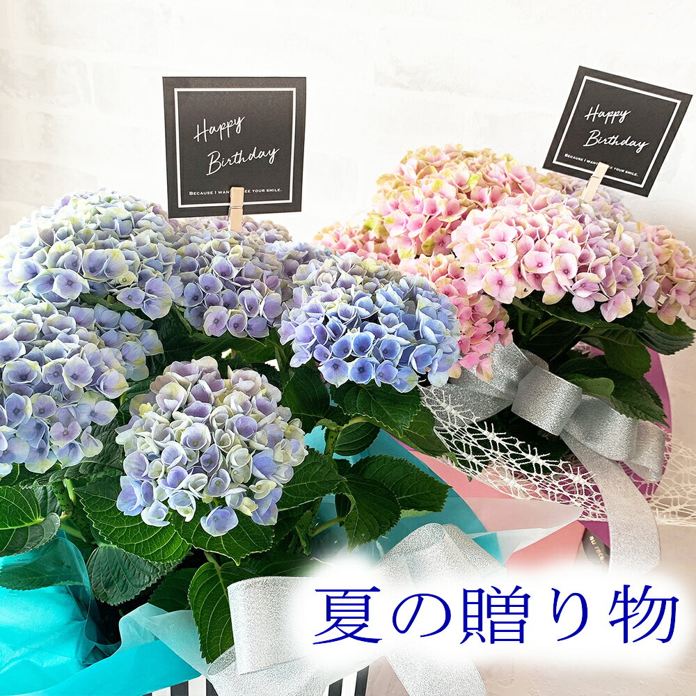 アジサイ あじさい 鉢植え ギフト 花 プレゼント に最適 鉢物 父の日 プレゼント 紫陽花 鉢植え 父の日 おすすめ 喜ばれる 笑顔 青 ブルー ピンク 選べる楽しさ 誕生日 お祝い 仲良し マジカルレボリューション 即日発送