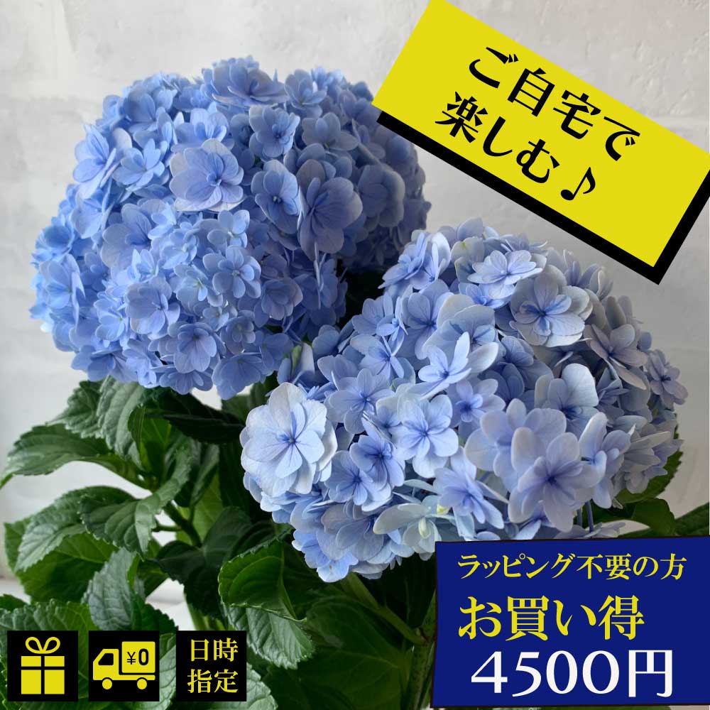 【父の日 早割クーポン】紫陽花 ア