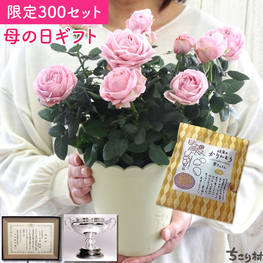 母の日ギフト 早割 ミニバラ プリンセス オブ インフィニティ 5号鉢 スイーツセット 送料無料 / バラ 薔薇 ピンク 鉢植え 母の日 プレゼント ギフト 花 鉢花 Mother's Day インフィニティローズ ミニ薔薇 カーネーション以外 /のサムネイル