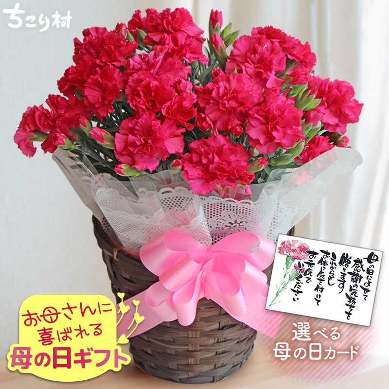 早割 本日23:59まで / 母の日 カーネーション 5号鉢 メッセージカード 付 日付指定可 送料無料 高評価レビュー 早割 / 母の日ギフト プレゼント 5号 花 鉢植え 生花 鉢花 花鉢 Mother's Day お母さん 母 義母 おしゃれ かわいい 豪華 ますだ農園 ちこり村 /のサムネイル