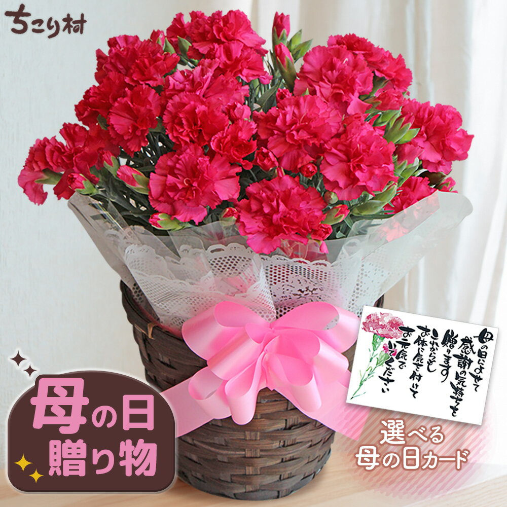【高評価★4.80】 母の日 ギフト 花 2026 カーネーション 5号鉢 送料無料 / 母の日ギフト プレゼント 5号 花 鉢植え 生花 鉢花 花鉢 Mother's Day お母さん 母 義母 おしゃれ かわいい 豪華 ますだ農園 ちこり村 【5/3迄 キャンセル変更可】