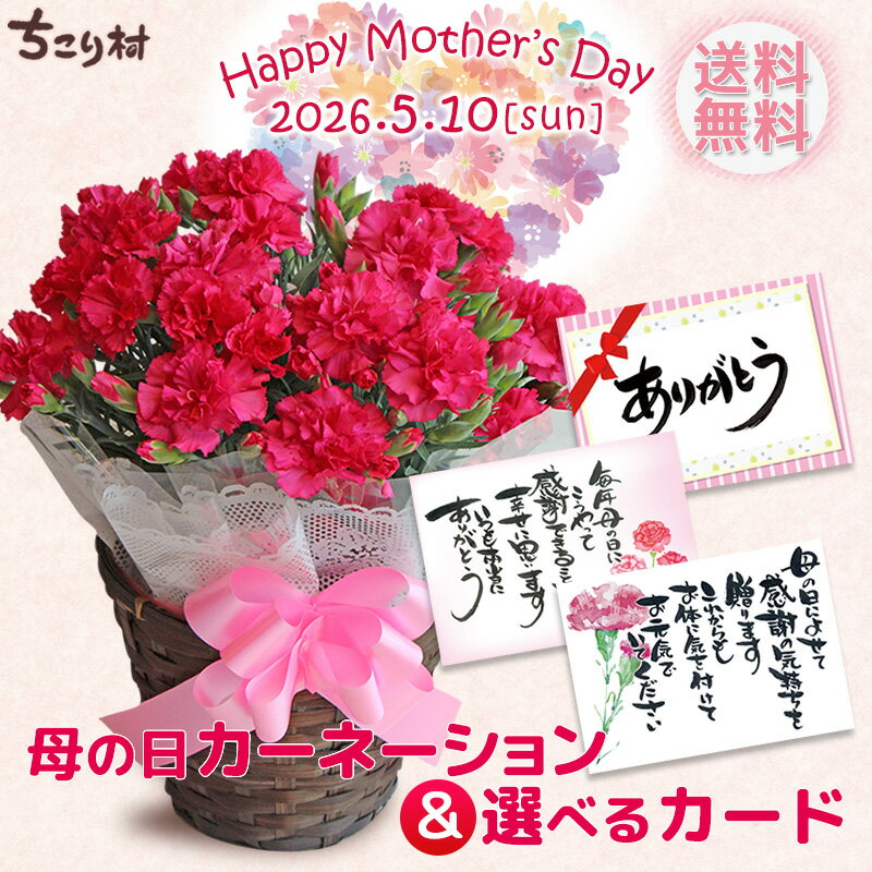 【高評価★4.80】 母の日ギフト カーネーション 5号鉢 送料無料 / 母の日ギフト プレゼント 5号 花 鉢植え 生花 鉢花 花鉢 Mothers Day お母さん 母 義母 早割 おしゃれ かわいい 豪華 ますだ農園 ちこり村 【5/3迄 キャンセル変更可】