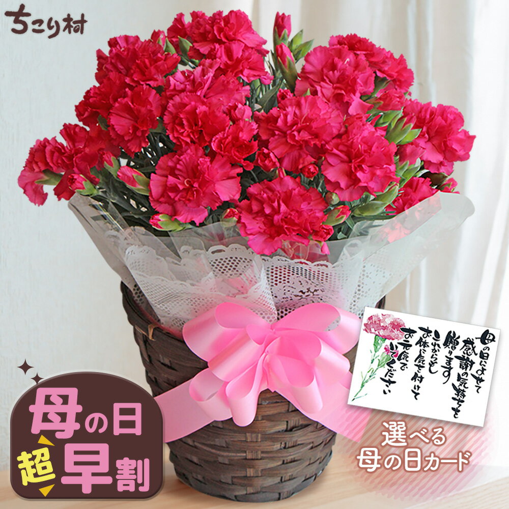 【高評価★4.80】 母の日ギフト カーネーション 5号鉢 