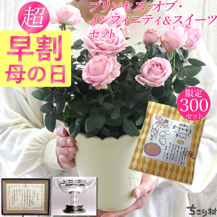 母の日ギフト 早割 ミニバラ プリンセス オブ インフィニティ 5号鉢 スイーツセット 送料無料 / バラ 薔薇 ピンク 鉢植え 母の日 プレゼント ギフト 花 鉢花 Mother's Day インフィニティローズ ミニ薔薇 カーネーション以外 /のサムネイル