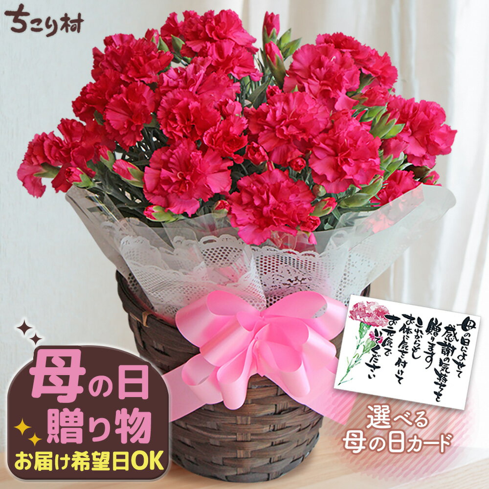 【高評価★4.80】 母の日 ギフト 花 2026 カーネーション 5号鉢 送料無料 / 母の日ギフ...