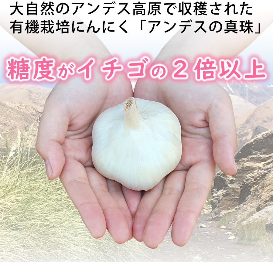 黒にんにく ちこり村 有機 うまい小玉 / アンデスの黒真珠 プチサイズ 500g(32玉目安) / オーガニック 送料無料 黒ニンニク 黒大蒜 にんにく ガーリック 有機栽培 自然食品