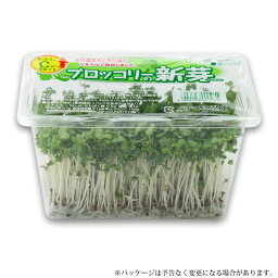 ブロッコリースプラウト ブロッコリーの新芽 12パック入 発芽野菜 で栄養補給 ！ / スプラウト 生 野菜 スルフォラファン ファイトケミカル 朝イチ SW/