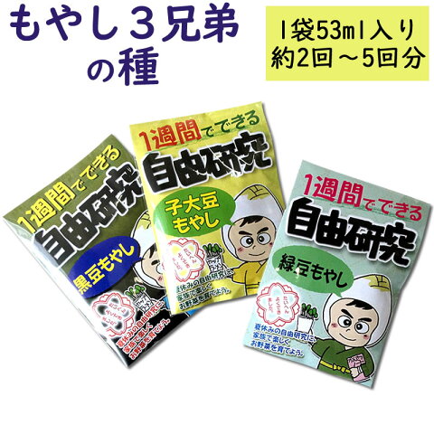 もやし3兄弟を種から育てよう！ 送料無料 緑豆 子大豆 黒豆 / 暇つぶし ひまつぶし 暇潰し 自由研究 夏休み