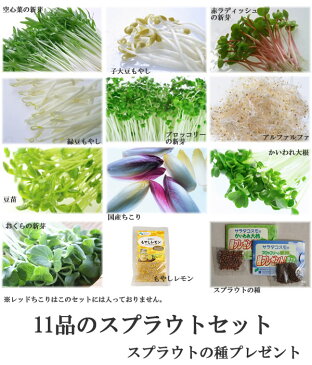 発芽野菜(スプラウト)お試し11品セット【国産チコリ入り】【野菜セット】【発芽野菜】【スプラウト】【送料無料】