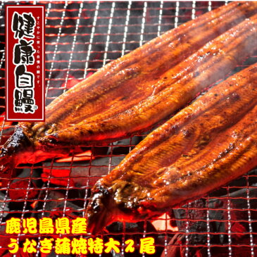 ギフト 特大サイズ2尾（約440g）【送料無料】国産無頭うなぎ蒲焼き 無添加国内産 鹿児島県大隅産 健康自鰻 4人前セットウナギ 鰻蒲焼 土用の丑にどうぞ！お取り寄せグルメ