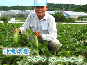 〜みずみずしい沖縄の夏野菜〜新鮮なヘチマ（ナーベラー）お届けします♪【沖縄県産　ヘチマ（2本）】