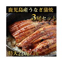 鹿児島産鰻蒲焼 有頭 3尾セット 1尾あたり220g前後 国産うなぎ 父の日(4)
