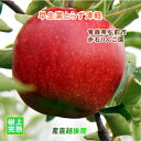 青森県弘前市 赤石りんご園 青森りんご 早生葉とらず津軽 2.5kg(6玉〜10玉)送料無料 クール便【リンゴ 果物 贈答品 ギフト グルメ】