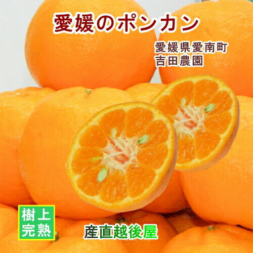 愛媛県 愛南町 みかん果樹園 吉田農園 樹上完熟栽培 吉田のポンカン 5kg B級品 採りたてを農園 ...