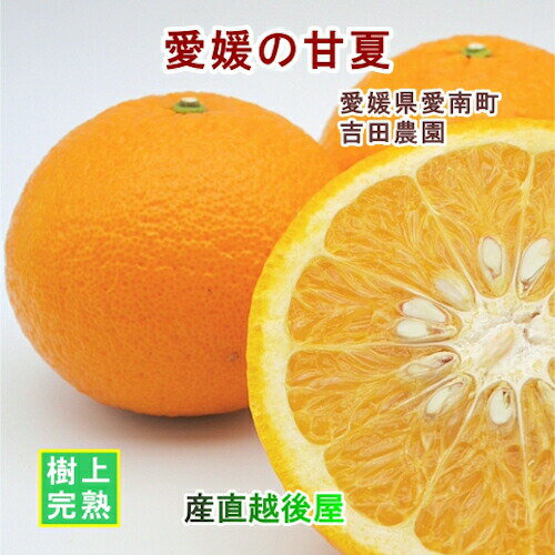 ●B級品は通常品に比べ見た目や大きさに、よりバラツキがあります。 ●吉田農園は、四国　愛媛県の西南端、愛南町にあります。年間平均気温約17℃、年間雨量約1900mmという 温暖多雨な気候を活かして柑橘類を生産しています。 ●甘夏は夏みかん（夏橙）の枝変わり種で、品種名を川野夏橙（かわのなつだいだい）といいます。 ●程よい酸味とすっきりとした甘さ。ほのかな苦味の大人の味です。大きさは直径9〜10cmあり、食べごたえがあります。 ●皮は硬く、種もありますが、歯ごたえのある果肉で後味もスッキリしています。 昔ながらの初夏の味をお楽しみください。。 ●当園では3月上旬から5月ごろまで販売します。当園の甘夏は木成り栽培です。 ●容量：サイズミックス約10キロ（約16〜28個入） ●食べ方：外皮が硬く厚いため、手で簡単にむくことはできません。ナイフや皮むき器をご利用ください。 種が多く、内袋のも厚いので、内袋をむいて、種を取り除いてからお召し上がりください。 ●甘夏は果肉がしっかりとしているので、ゼリーに入れたりなどデザートにもピッタリです。 ●保存方法：風通しがよく涼しいところで保存してください。甘夏は比較的傷みにくく日持ちするみかんです。ただし、あまり長く保存すると、パサパサした症状が出てくる場合もありますので、なるべく早めにお召し上がりくださいませ。 [フルーツ・野菜][愛媛みかん・吉田農園][甘夏みかん][JAN: ]