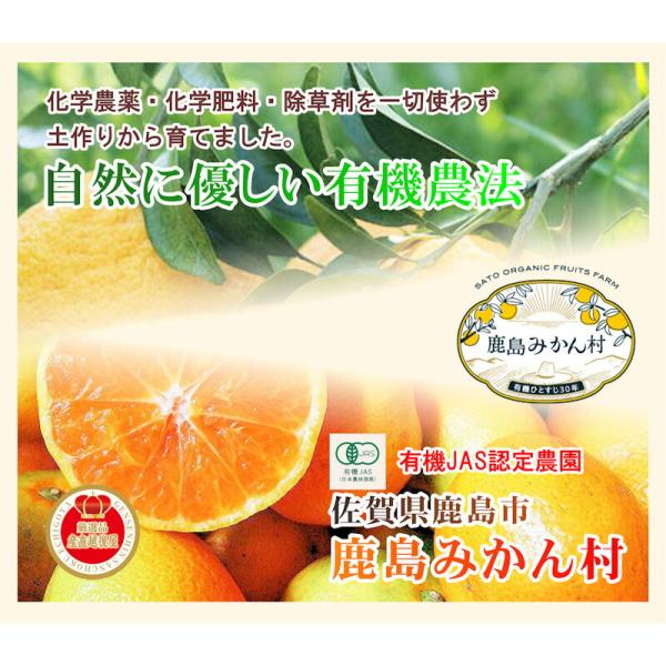 佐賀県 鹿島市 有機みかん佐藤農場 有機転換栽培 極早生温州みかん 3kg 採りたてを農園から産地直送 送料無料【ミカン 果実 ギフト 無農薬栽培】 san-etigoya-10002542 産直越後屋 サンプル画像3