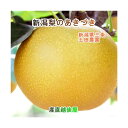 新潟県 梨栽培果樹園 土田農園 有機肥料栽培 あきづき梨 贈答用 10kg(14個~24個)樹上完熟梨 送料無料【なし 贈答品 ギフト グルメ プレゼント】