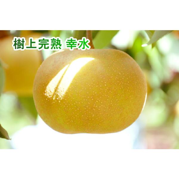 新潟県 梨栽培果樹園 土田農園 有機肥料栽培 幸水梨 家庭用 5kg(9個〜16個）送料無料【なし 和梨 ギフト 贈答品 プレゼント】 san-etigoya-10002038 産直越後屋 サンプル画像2