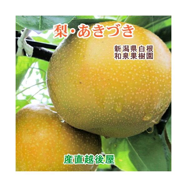 新潟県白根 梨栽培農家 和泉果樹園有機質肥料栽培 あきづき梨 3kg(5個〜7個）化粧箱入 送料無料 ...