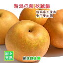 新潟県 加茂市 金子果樹園 新潟の新たな梨 秋麗梨 5kg(13〜18個) 厳選した梨 化粧箱入り 送料無料【なし フルーツ 果実 贈答品 ギフト】 【お中元】