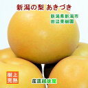 新潟県 新潟市 田辺果樹園 新潟の梨 あきづき梨 5kg(8個~9個) 厳選した梨 化粧箱入り 送料無料【なし フルーツ 果実 贈答品 ギフト】