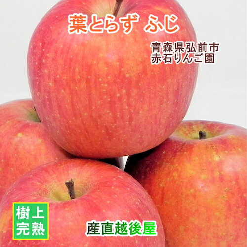 青森県弘前市 赤石りんご園葉とらずふじ 5kg(12玉〜22玉)特別貯蔵スマートフレッシュりんご 送料無料【リンゴ 果物 贈答品 ギフト】 【母の日 父の日】