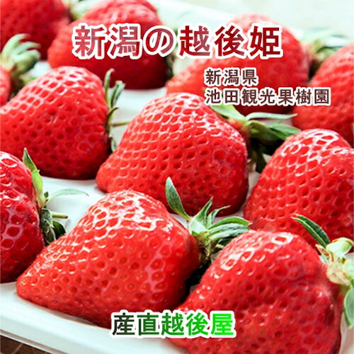 【フルーツ いちご 越後姫】新潟県 新潟市 池田観光果樹園ハウス栽培苺 越後姫 15粒 2パック採りたてを農園から産地直送送料無料【苺 イチゴ 果実 ギフト 贈答品】のサムネイル