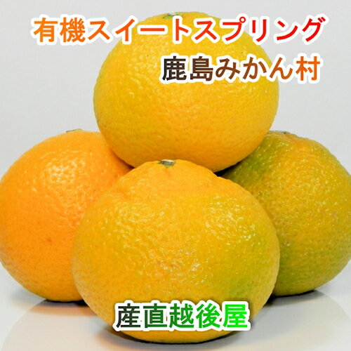 【フルーツ みかん 有機スイートスプリング】佐賀県 鹿島市 有機みかん佐藤農場有機栽培 スイートスプリング 2.5kg採りたてを農園から産地直送 送料無料【ミカン 果実 ギフト 無農薬栽培】