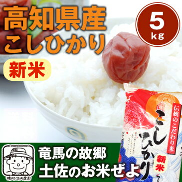 【送料無料】令和元年産　新米　高知コシヒカリ 5kg南国の太陽と土佐の清流が育てたこしひかりです。※北海道、沖縄及び離島は別途発送料金が発生します