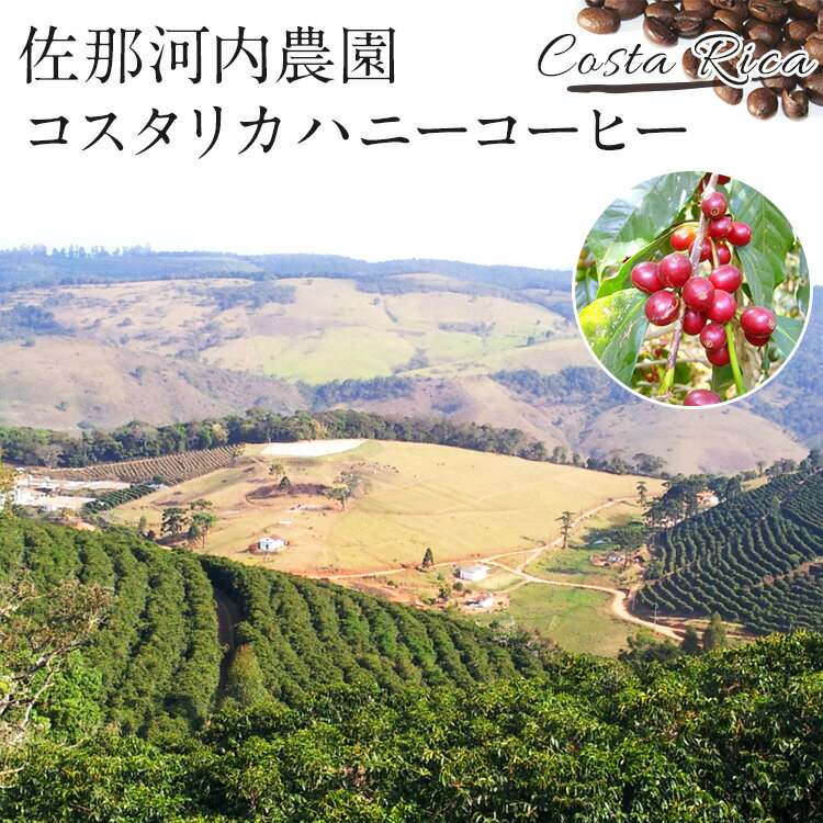 佐那河内農園 コスタリカ コーヒー 300g ...の紹介画像2