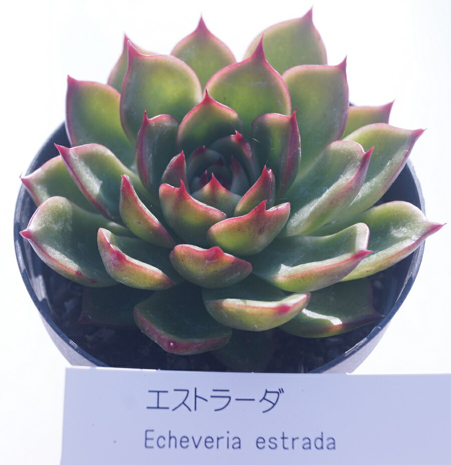 多肉植物【エストラーダ】エケベリア属【インテリア　ミニグリーン観葉 】7.5cmポット10個セットと同時ご購入でお得送料無料 多肉 ミニ観葉 ミニ　タニクショクブツ　ぷっくりとしたフォルムや、個性的なフォルムが魅力的な植物　多肉植物