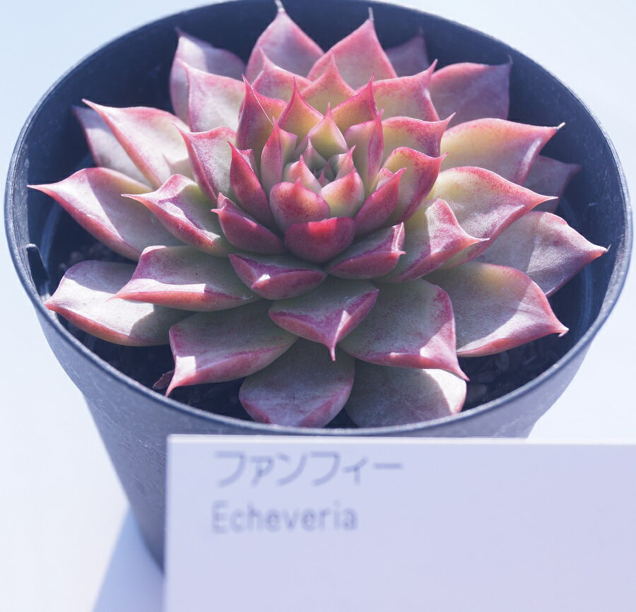 多肉植物【ファンフィー】エケベリア【インテリア　ミニグリーン観葉 】(多肉　植物　販売)ミ 多肉植物 多肉 観葉植物 インテリアグリーン 寄せ植えに　クラッスラ 7.5ポット 5個セット・10個セットと同時ご購入でお得九州送料無料 まとめ買いがお得！