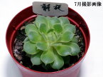 多肉植物　【静夜】【インテリア　ミニグリーン観葉 】(多ファンクイーン肉　植物　販売)セイヤ せいや　多肉 観葉植物 インテリアグリーン 寄せ植えに 10個セットと同時ご購入でお得送料無料 【送料無料】まとめ買いがお得！ ミニ観葉　卓上　小さい　植物