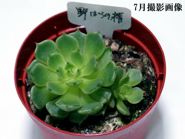 多肉植物　【野バラの精（のばらのせい）】【インテリア　ミニグリーン観葉 】(多ファンクイーン肉　植物　販売)野ばらの精　ノバラノセイ　多肉 観葉植物 インテリアグリーン 寄せ植えに 5個セット・10個セットと同時ご購入でお得送料無料 まとめ買いがお得　苗　卓上